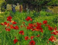 Poppies