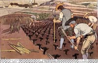Vineyards in Spring