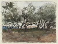 Olive Trees at Corfu