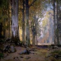 The Silver Beeches of Pentre Du, Conwy