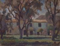 Olive Orchard