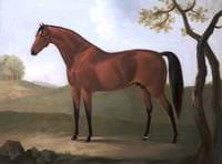 A Chestnut Hunter