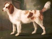 A Spaniel in a Landscape
