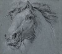 Study of a Horse's Head