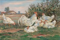 Hens and Rooster