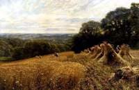 A Harvest Field