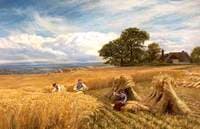 A Surrey Cornfield