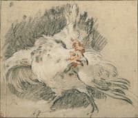 Study of a Rooster