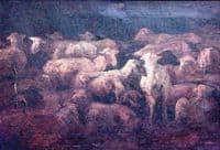 Sheep