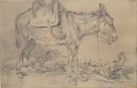 Saddled Donkey