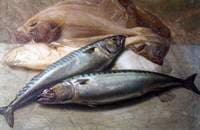 Still Life Study of Fish
