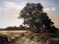 The Big Tree, Gardiners Creek