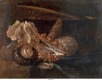 Still Life:  Shell and Coral