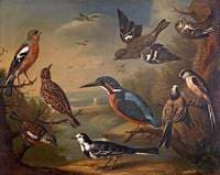 British Birds....