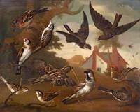 British Birds....