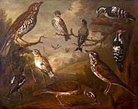 British Birds....