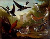British Birds....