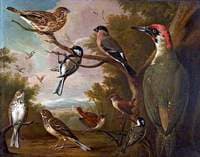 British Birds: Corn Bunting; Great Tit; Bullfinch; Green Woodpecker; Pipits; Wrens; and a Coal Tit