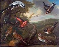 British Birds....