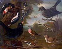 British Birds....