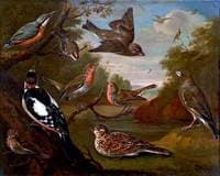 British Birds....