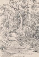 Dromana