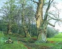 Burnham Beeches, Buckinghamshire