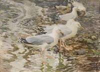 Herring Gulls
