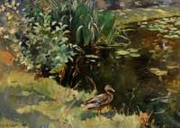 Mallard Drake