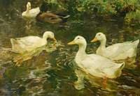 Ducks on the Water