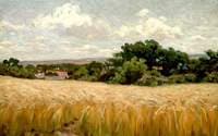 Barley Field