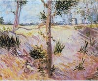 Trees in the Sun