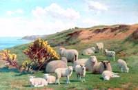 Sheep