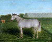 Grey Pony in front of a Vinery