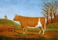 Guernsey Heifer
