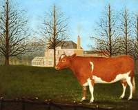 Guernsey Heifer behind Manoir de Pierre Percee