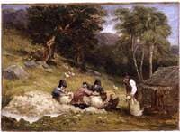 Sheep Shearing