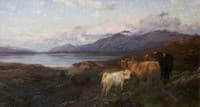 Cattle in a Highland Loch