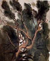 Tree Study