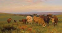 Herd of Cows in a Blossoming Meadow on the Cliffs