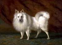 The White Dog