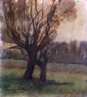 Willow Trees, Winter