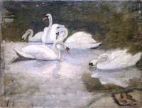 Swans