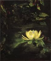 Water Lily