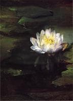 Water-Lily, Study from Nature