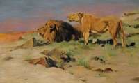 Lion Couple in Savannah