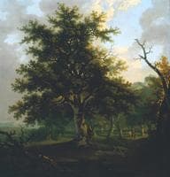 The Oak Tree