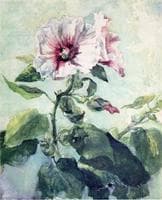 Study of Pink Hollyhock in Sunlight, From Nature