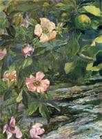 Wild Roses