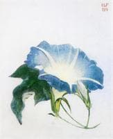 Ipomoea